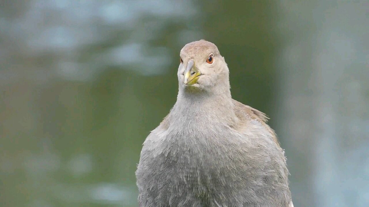 The Tasmanian Native Hen