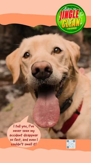 Jingle Clean Stain Remover