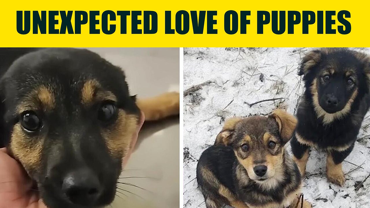 Unforeseen Affection: A Group of Puppies Captured My Heart on a Snowy Adventure