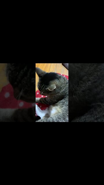 Little Tabina 🩷she’s got her spot in front of the heater today 💕