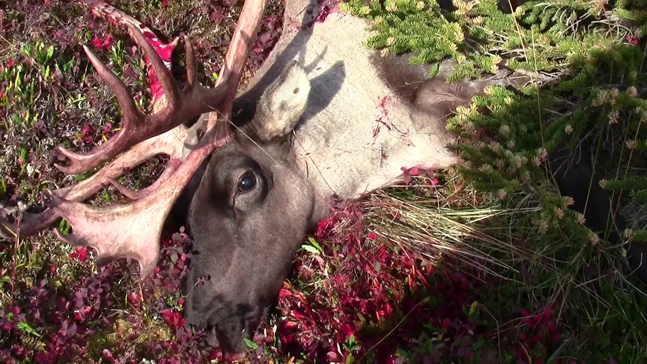 Alaska Caribou Hunt