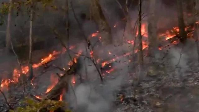 Florida forest rangers helping battle regional wildfires, dry conditions put Tampa Bay at risk