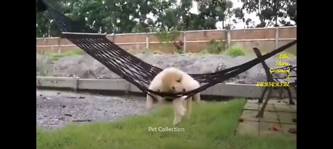 Funny dog videos