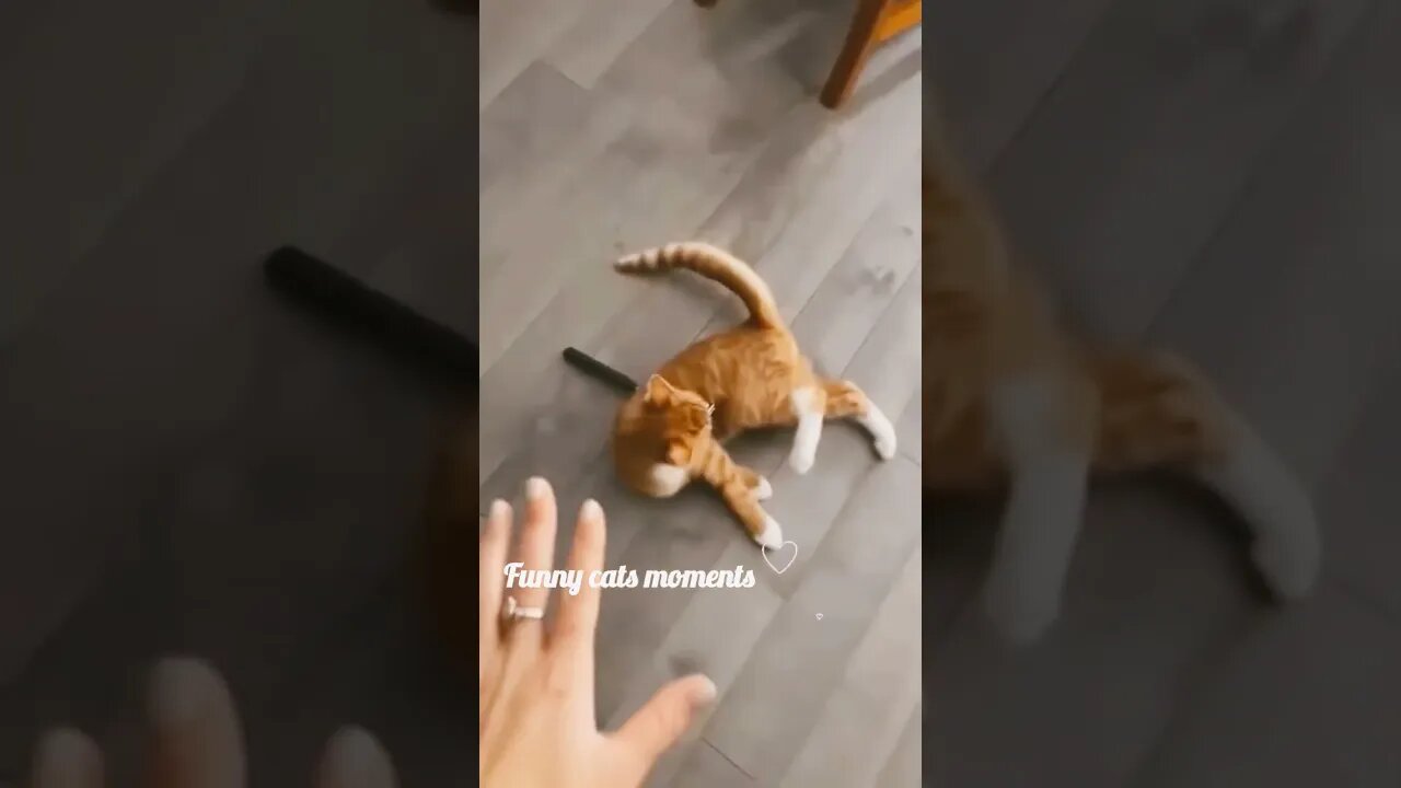Funny Animals Video 2023🐈🔥#shortsfeed #cats