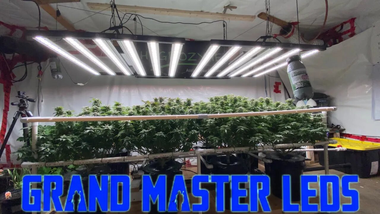 Wk 8 Ramjam & Blue Cherry Pie in a Hydrobucket RDWC under @grandmasterlevel Master Bloom 6 Red