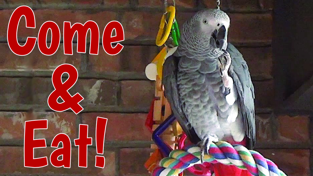 Hospitable Talking Parrot Enjoys Imaginary Dinner