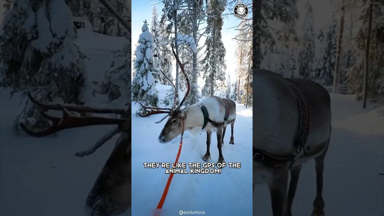 Arctic Reindeer ❄️ Mythical Beasts of the Arctic