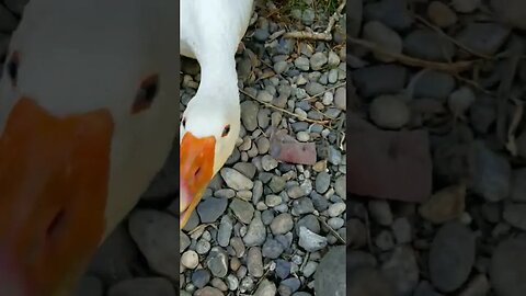 #guardgoose #goose #alarm #homesteading #homesteadlife #farm #farmlife #farmanimals #loud