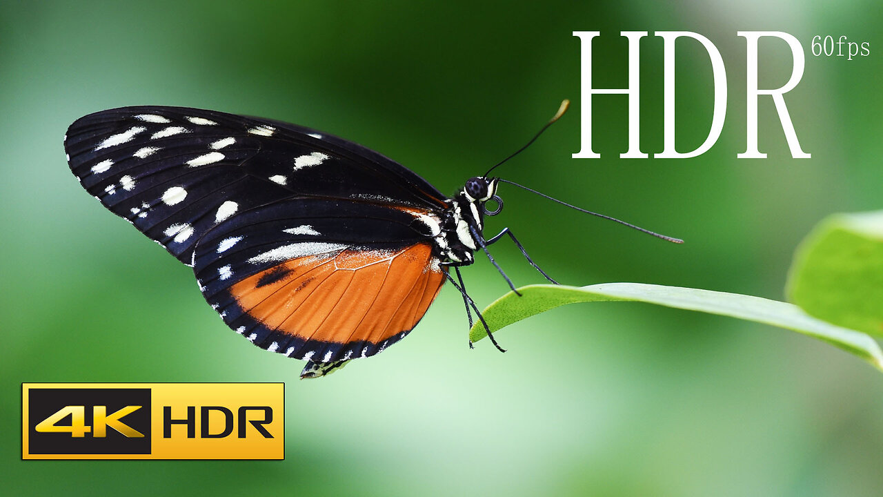 Colorful Butterfly 4K HDR 60fps Video With Music4K HDR 60fps Dolby Vision Demo