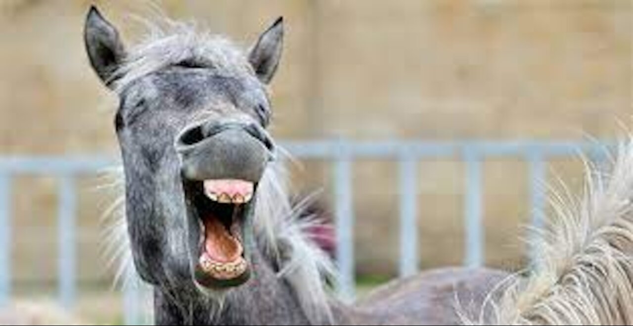 try not to laugh! funny videos