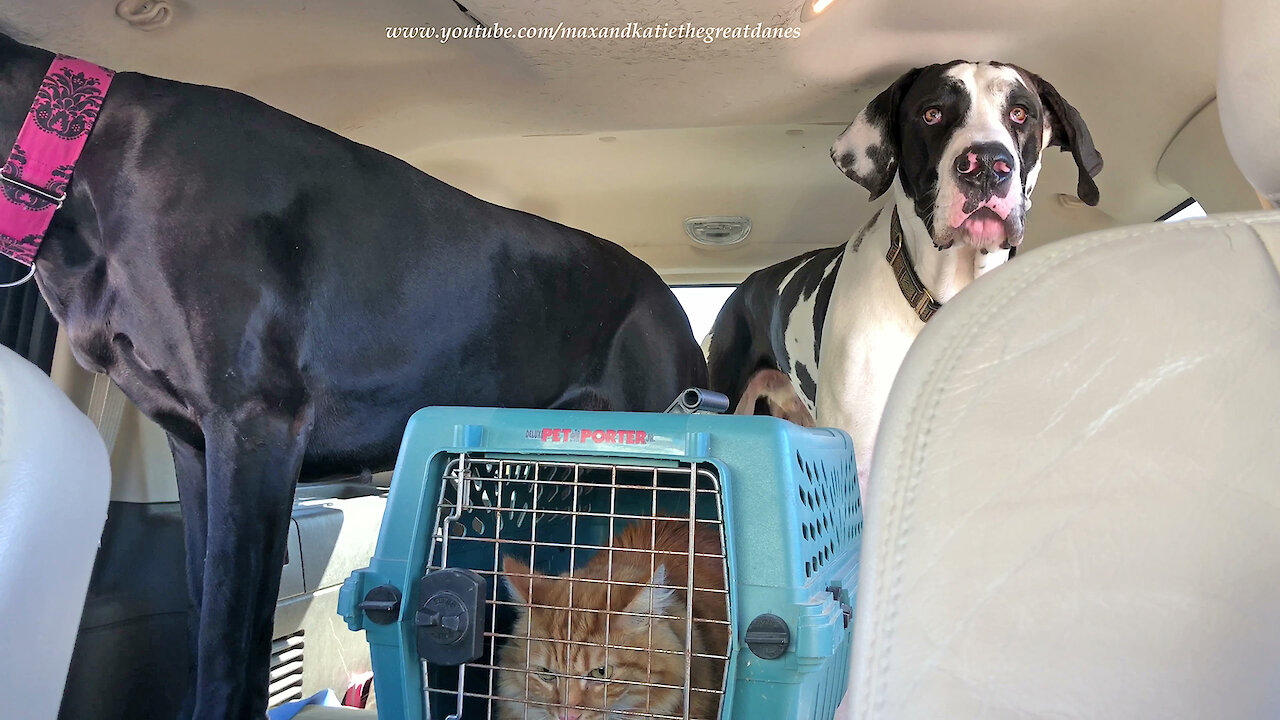 Cat and Great Danes Go For Car Ride For Ice Cream and Burgers