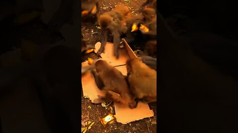 monkey job #monkey #animals