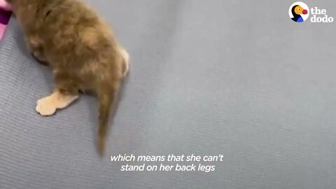 Kitten Who Could Only Scoot Learns To Walk