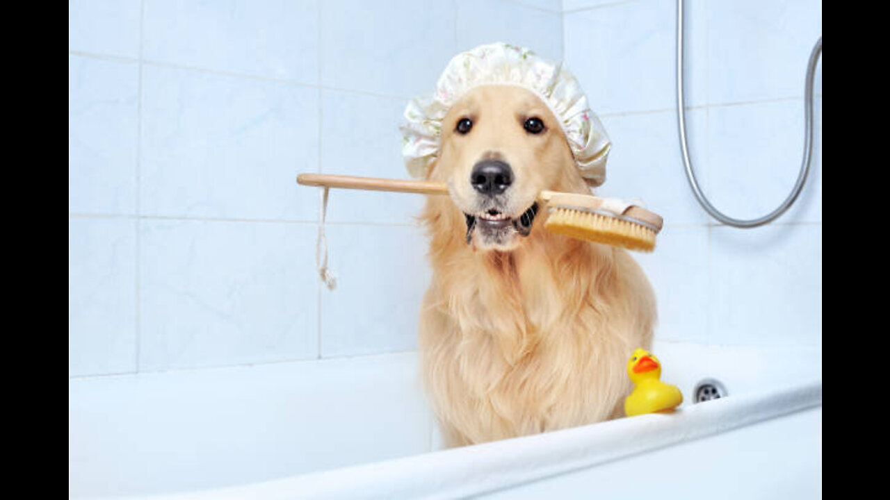 Dogs just don't want to bathe! Funniest compilation