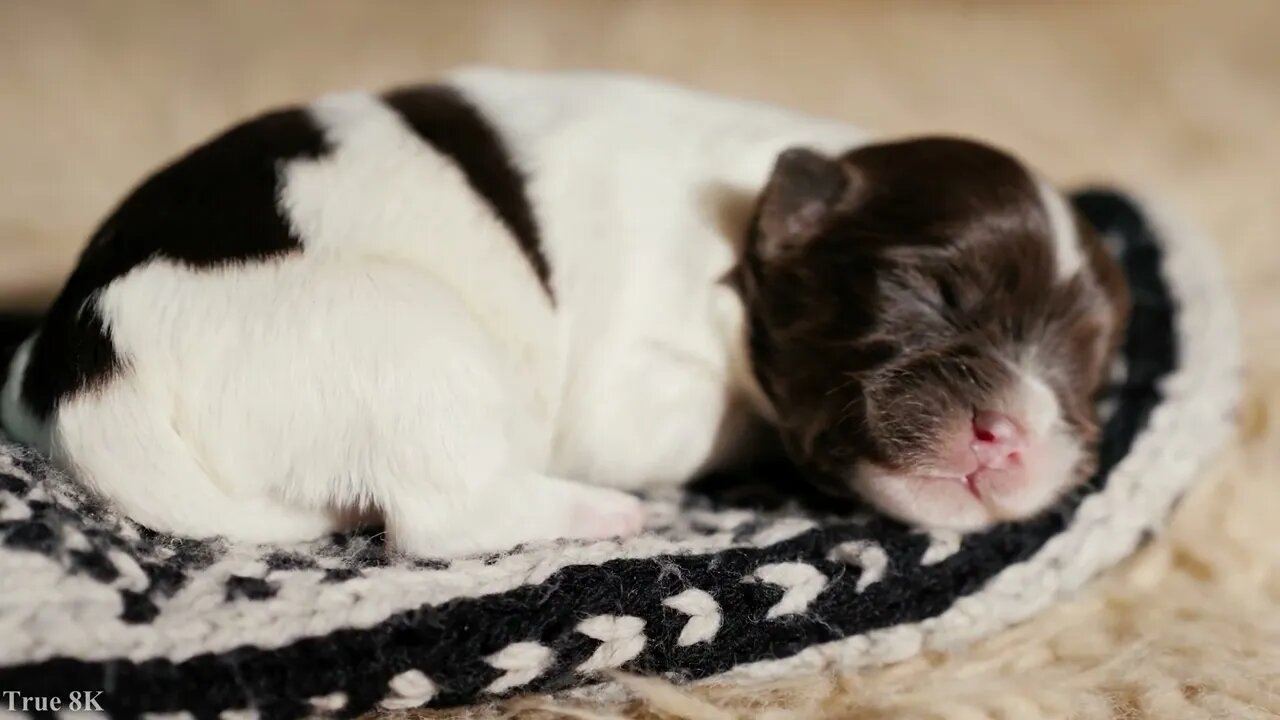 Cute Puppy Video for Dog Lovers