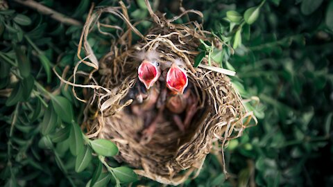 Bird Feeding her cute little babies.