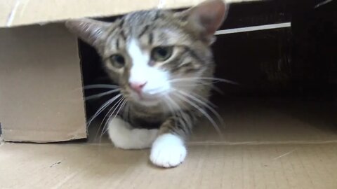 I Was Hiding in the Box, How Did U Find Me