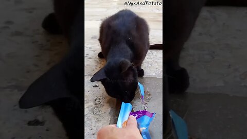 Feeding Tuxedo Dubrovnik Street Cats - Dubrovnik Stray Cats