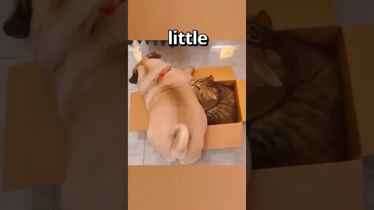 DO YOU FEEL bad for this CAT 🤣 Wholesome Moments