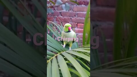 Bird Chirping at Garden