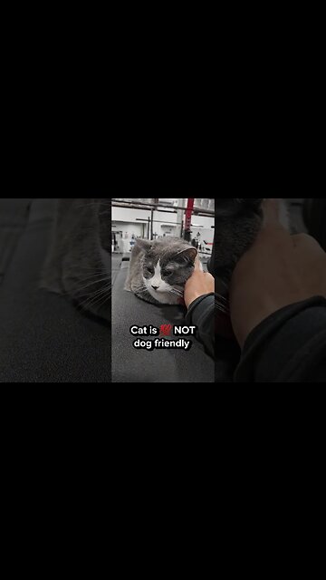 Testing My Dog's JEALOUSY #shorts #dog #canecorso