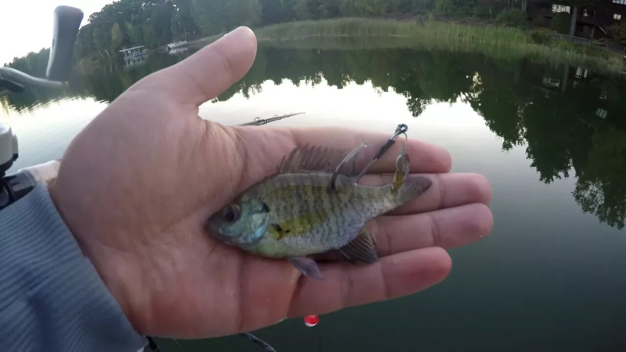 Catching Bass with a LIVE Bluegill