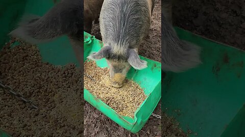 Pig Eating Up Close @UncleTimsFarm #kärnəvór #carnivore #shorts #pigtalk