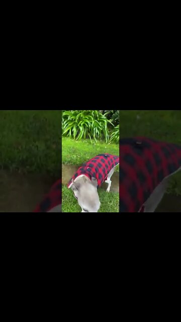 Ashley the whippet’s new coat