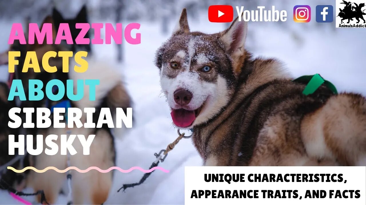Amazing Facts About Siberian Husky | Siberian Husky Facts, Traits And Appearance | Animals Addict