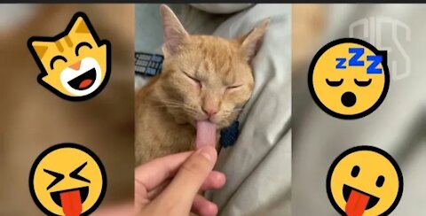 Best funny dogs and cat😂Try Not to laugh 🤣 2021/2022