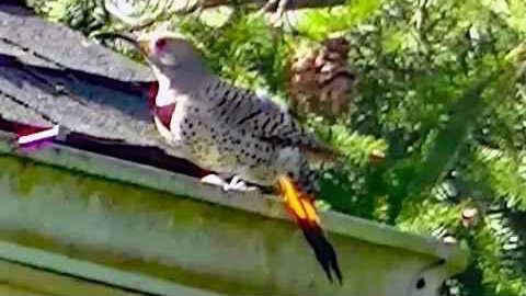 IECV NV #332 - 🐦Northern Flicker On The Neighbor's Roof 5-21-2017