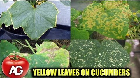 THE LEAVES ON CUCUMBERS ARE YELLOWING URGENTLY TAKE ACTION OTHERWISE THERE WILL BE NO HARVEST