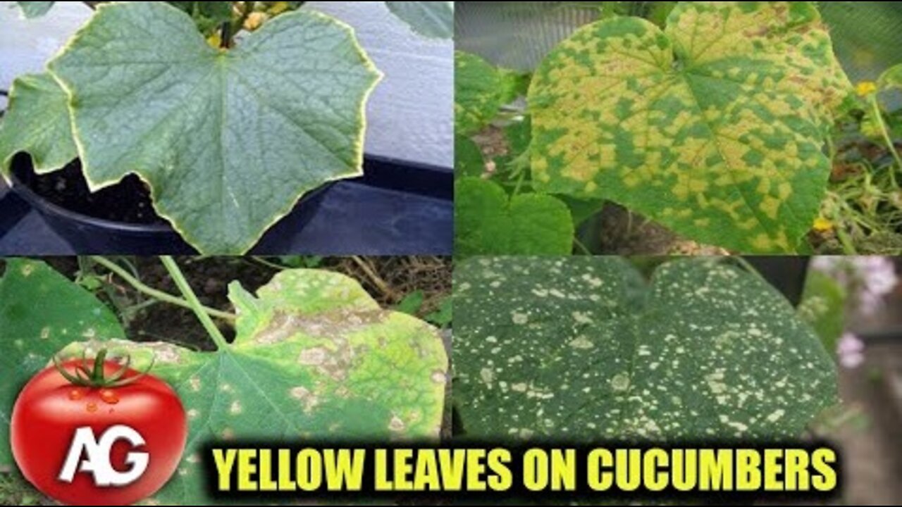 THE LEAVES ON CUCUMBERS ARE YELLOWING URGENTLY TAKE ACTION OTHERWISE THERE WILL BE NO HARVEST