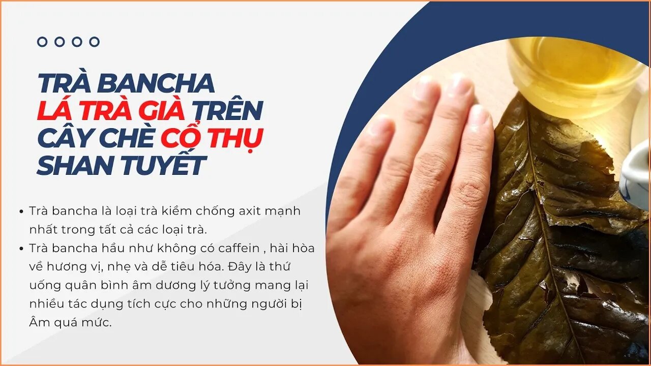 Tổng hợp các loại trà thực dưỡng và công dụng