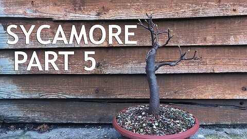 Sycamore Bonsai, collected from a garden. 5