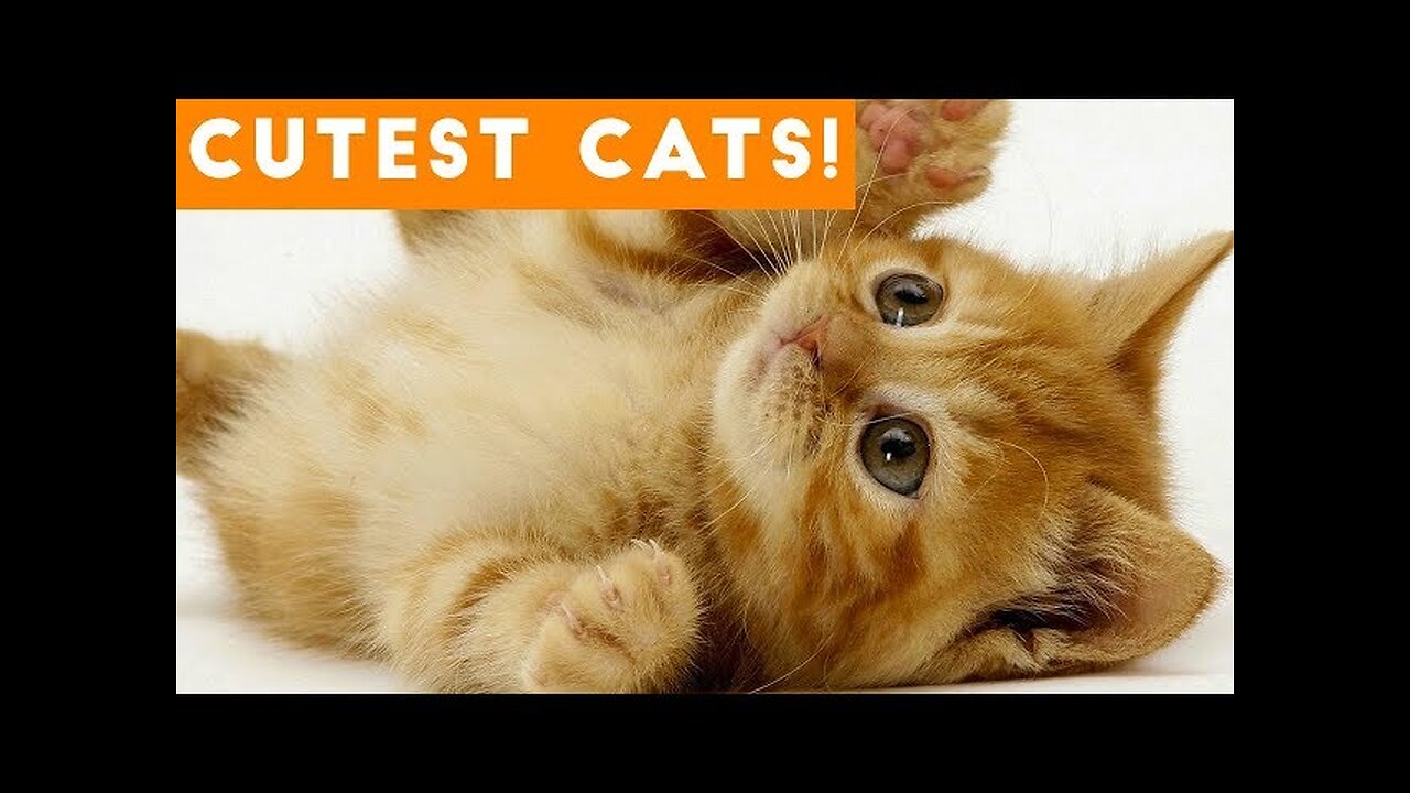 try Not To Laugh Dogs and Cats funniest - Funny Animal Videos Videos 202