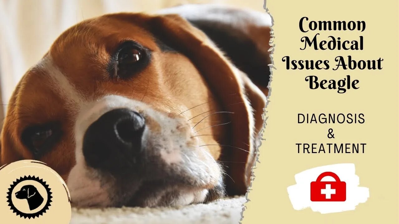 11 Most Common Medical Issues About Beagle | DOG HEALTH 🐶 #BrooklynsCorner