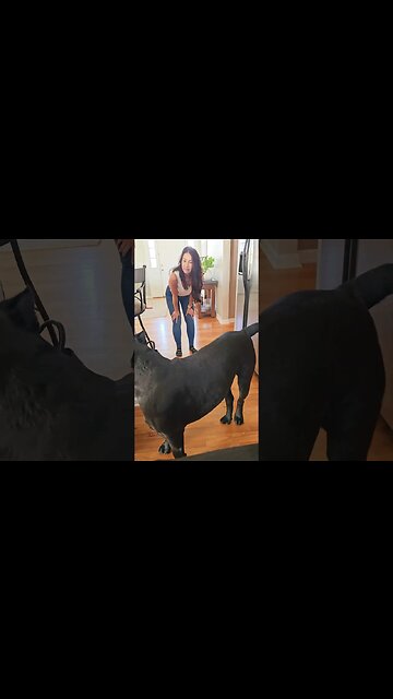 Cane Corso WIGGLE BUTTS The HAPPIEST Cane Corso #short #cutedogs #funnydogs