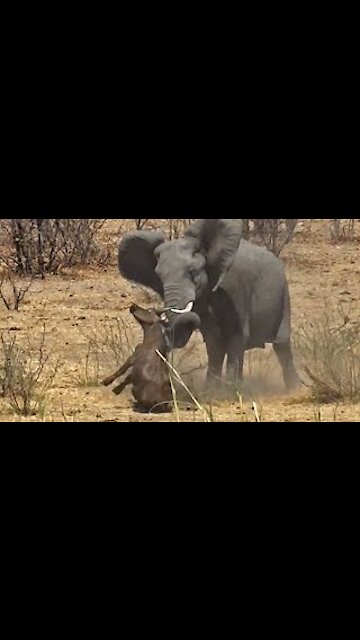 The elephant smashes the buffalo brutally