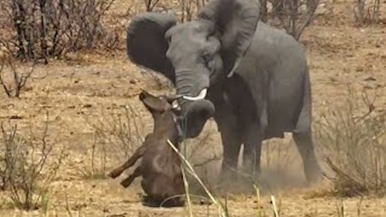 The elephant smashes the buffalo brutally