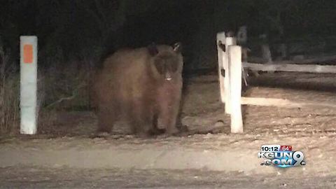 Reminder not to leave trash out overnight, bear spotted in Rio Rico