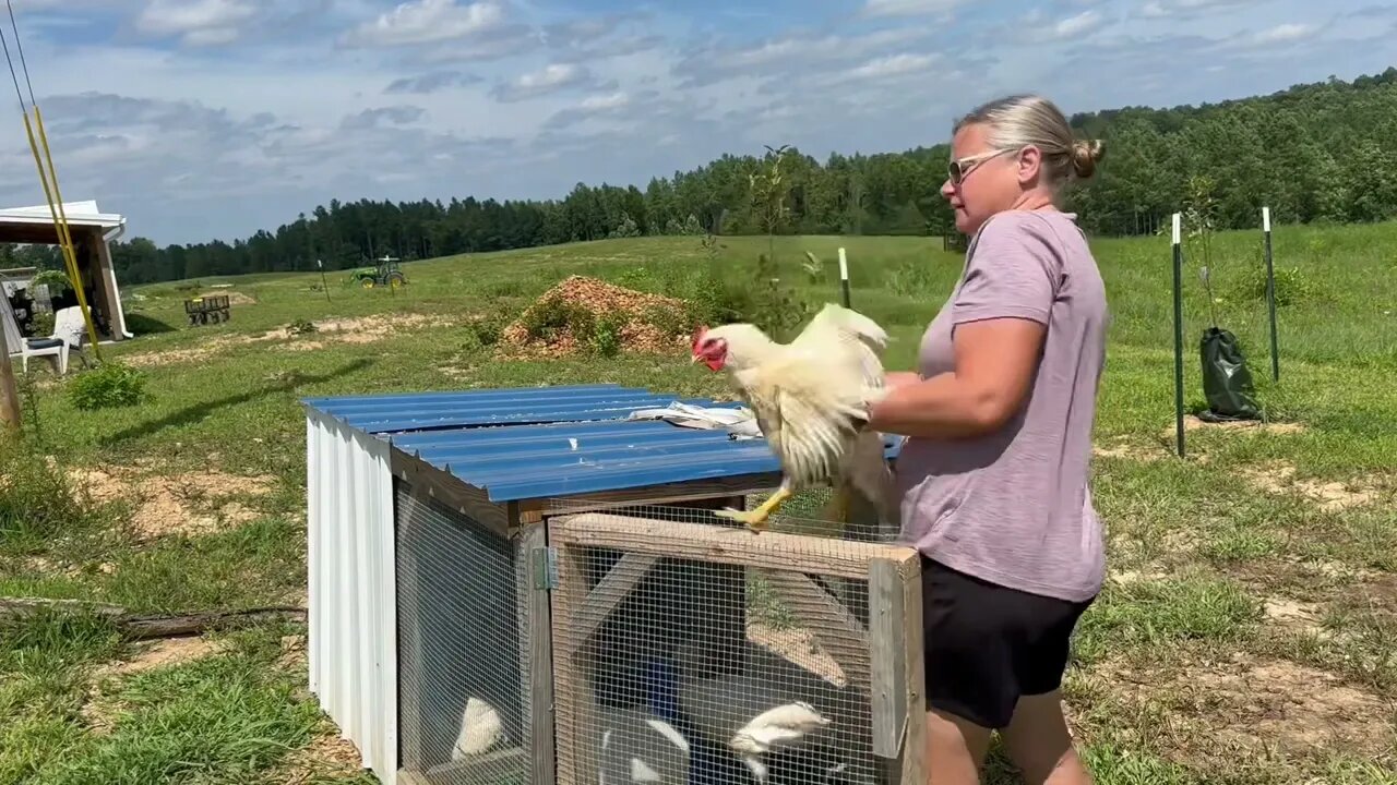 How much do our Cornish meat chickens way now? #hedgehogshomestead #meatchickens