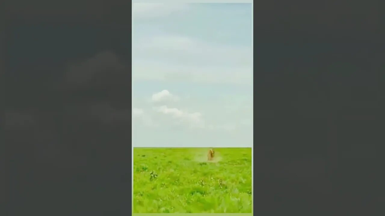 Lionesses chasing a week Elend bull