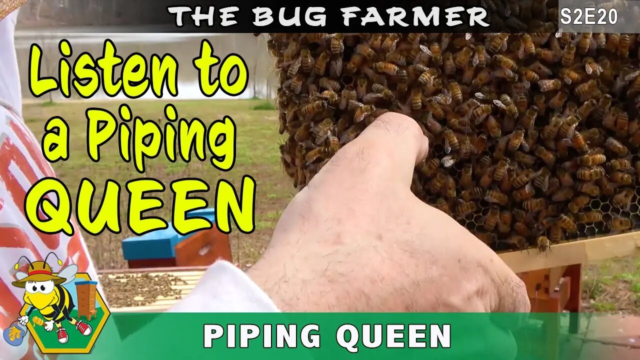 Piping Queen! The Blue hive spawned a new Queen. Time to make a split.