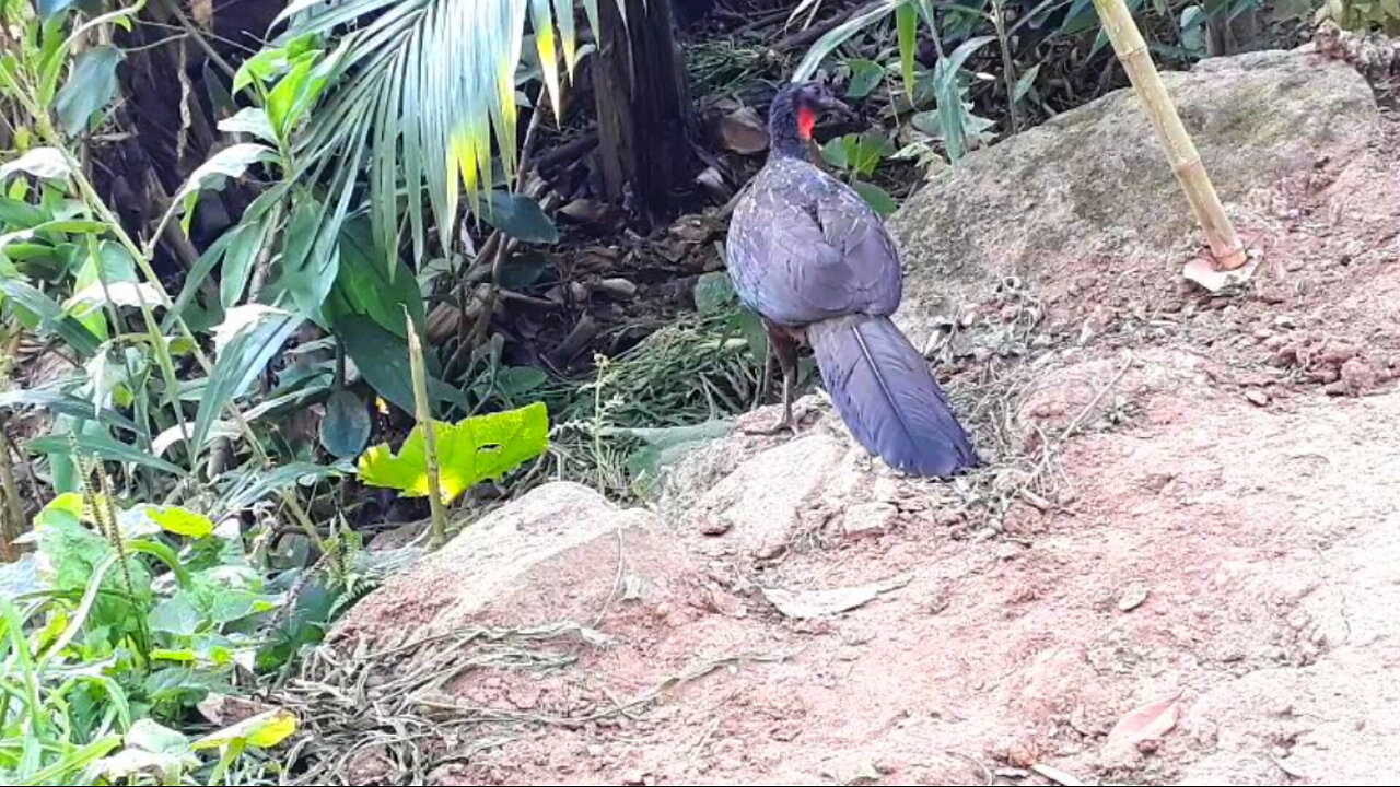 Jacu Curioso Descobre os Mistérios das Pedras!