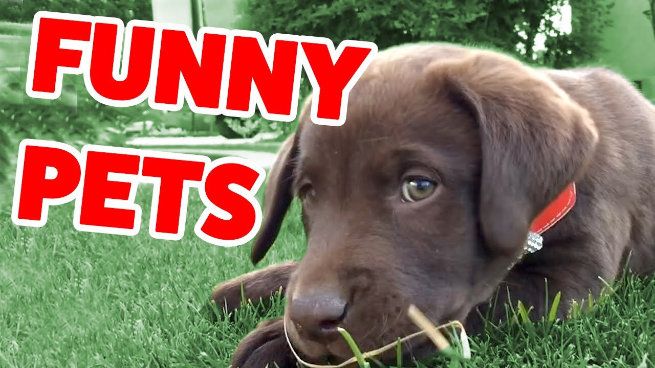 Best Funny Pet Videos