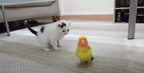 cat vs parrot cute fight #17