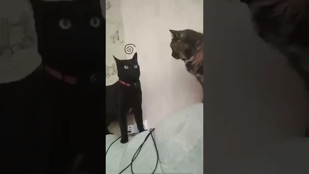 🐈⬛The thoughts of the cat😽