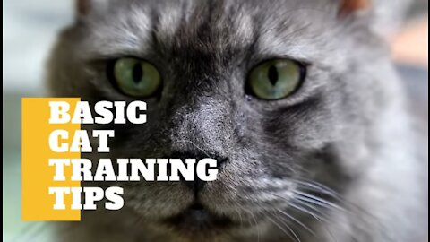 Basic cat training tips 🐈