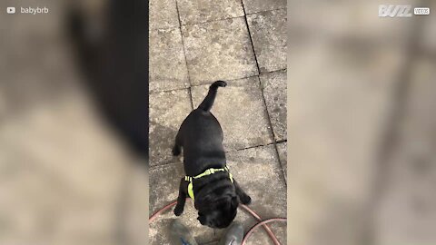 Pug adora brincar com os pés da dona